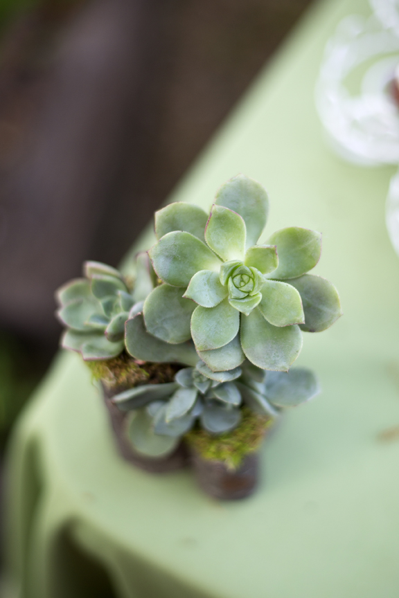 succulentdecor.jpg